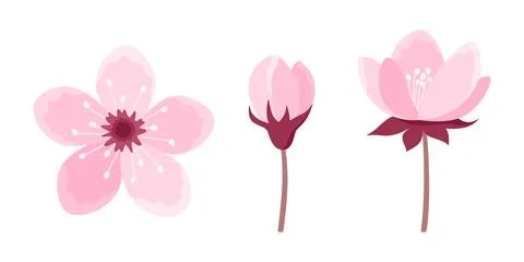 Set of pink cherry tree flowers isolated on white background Stock Illustration