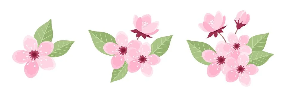 Set of pink cherry tree inflorescences with flowers, buds and leaves Stock Illustration