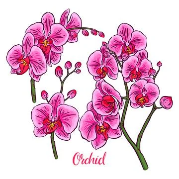 Set of pink orchids Stock-Illustration