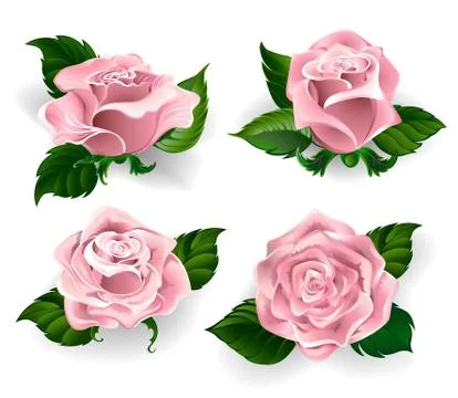 Set of pink roses Stock Illustration