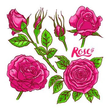 Set of pink roses Illustration