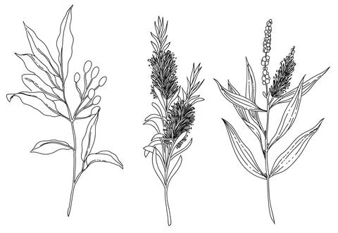 Set of a plant element 스톡 일러스트