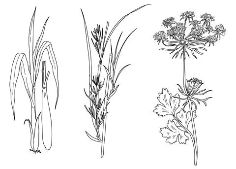 Set of a plant element Stock Illustration