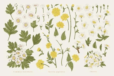 Set with plant elements of cherry, kerria, hawthorn. Spring blossoming tree b Illustrazione stock