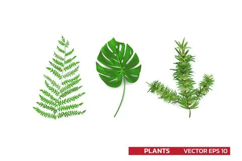 Set of plant leaf from tropical forests monstera, fern, pine leaf isolated on Illustrazione stock