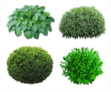 Set of plants and shrubs isolates Stock Illustration