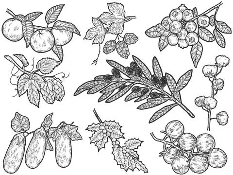 Set of plants on branch. Sketch scratch board imitation. Black and white. Stock Illustration