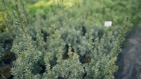 Set of plants for decorating the garden. Cypress seedlings in small pots, static Video stock 117635459