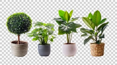 A set of plants with a plant on a transparent background Stock Illustration