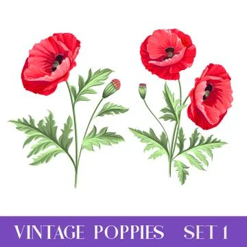 Set of poppy flowers elements Stock Illustration