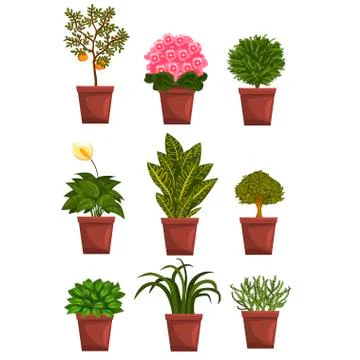 Set of pot deciduous, flowering, fruit plants with flowers and leaves. Anthurium Stock Illustration