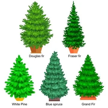 Set of potted christmas vector tree like fir or pine Blue spruce for New ye.. Stock Illustration