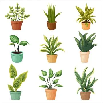 A set of potted indoor plants. Vector illustration on a transparent backgroun Stock Illustration