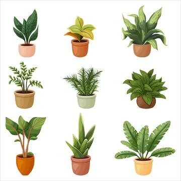 A set of potted indoor plants. Vector illustration on a transparent backgroun Stock Illustration