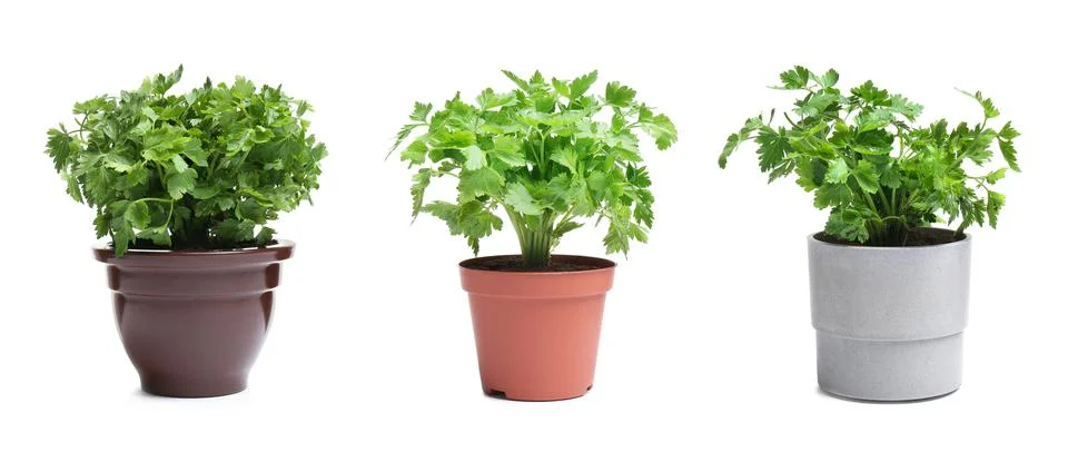Set with potted parsley plants on white background. Banner design Stock Photos