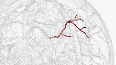 Set of precuneal branches of right pericallosal artery Stock Illustration
