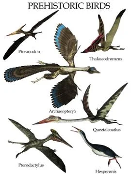 Set of prehistoric birds - 3D render Stock Illustration