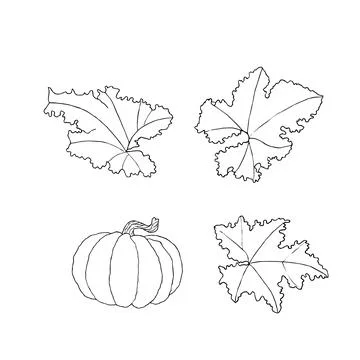 Set of pumpkin and leaves. Hand drawn vector Stock Illustration