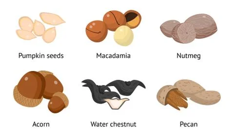 Set of pumpkin seeds, macadamia, nutmeg, acorn, water chestnut, pecan. Vector Stock Illustration