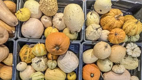 A set of pumpkins of different shapes and sizes for Halloween in a stack on the Foto stock