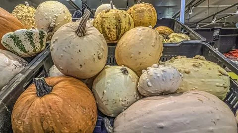A set of pumpkins of different shapes and sizes for Halloween in a stack on the Foto stock