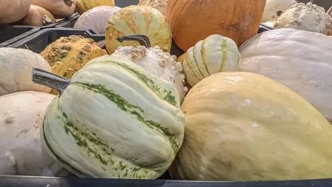 A set of pumpkins of different shapes and sizes for Halloween in a stack on the Stock Photos