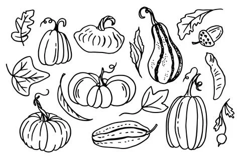 A set of pumpkins in various shapes, black outlined . Vector collection of cute Stock Illustration