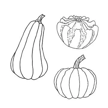 Set of pumpkins on white background. Hand drawn vector illustration. Stock Illustration