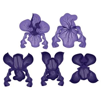 Set of purple iris flowers. Vector illustration on white background. Stock Illustration