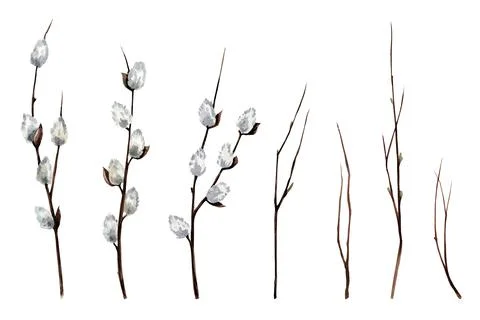 Set of pussy willow branches, tree branches in a watercolor style. Watercolor Stock Illustration