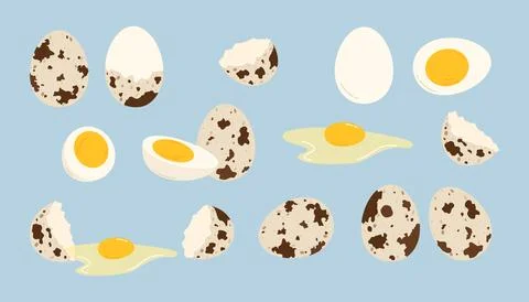 Set of quail eggs. Flat vector illustration Stock Illustration