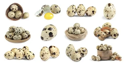 Set with quail eggs on white background. Banner design Stock Photos