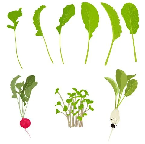 Set of radishes Stock Illustration