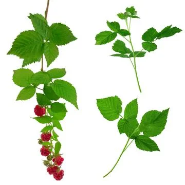 Set: raspberry branches with ripe berries and leaves. Isolated. Red raspber.. Stock Photos