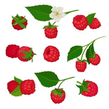 Set of raspberry icons. Delicious summer berry. Colorful flat vector Illustrazione stock