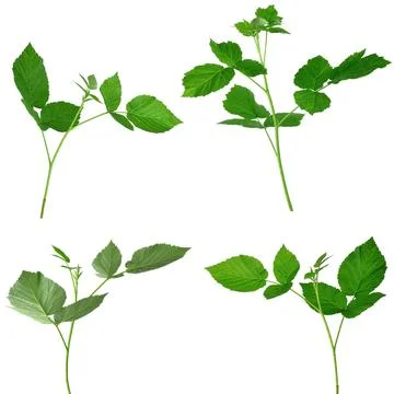 Set of raspberry leaves. Botanical design elements. Medicinal plant. Herbal m Foto stock