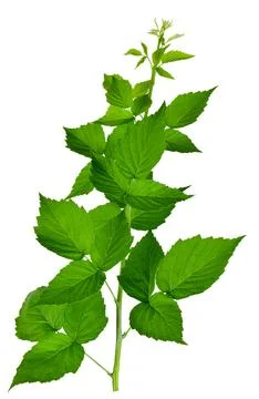 Set of raspberry leaves. Botanical design elements. Medicinal plant. Herbal m Stock Photos
