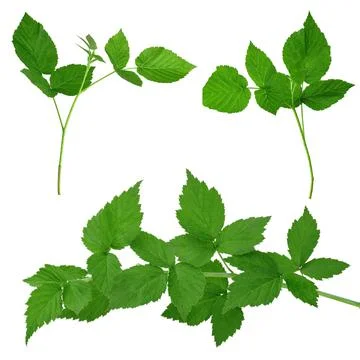 Set of raspberry leaves. Botanical design elements. Medicinal plant. Herbal m Stock Photos