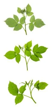 Set : Raspberry leaves isolated on white background. Raspberry bush. Fresh .. Stock Photos