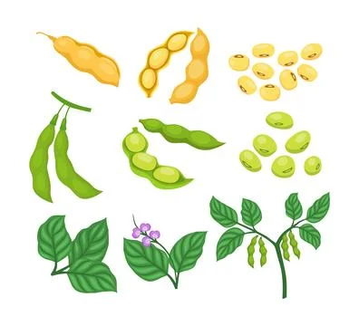 Set of raw soybeans collection kit with Soybean pod, growing soybeans plant.. Illustrazione stock