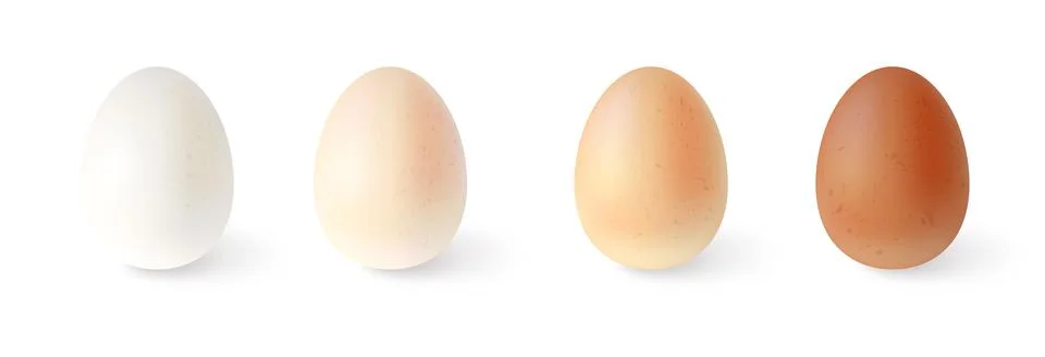 Set of realistic chicken eggs. Vector illustration isolated on white background Stock Illustration
