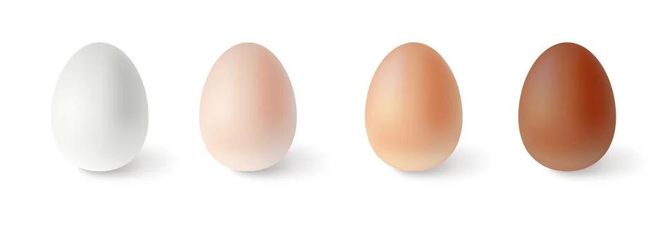 Set of realistic chicken eggs. Vector illustration isolated on white background Stock Illustration