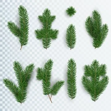Set of realistic Christmas tree branches of different shapes and sizes. New Y Stock Illustration