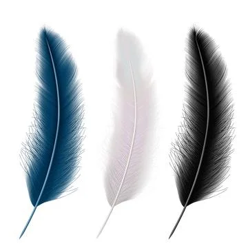 Set of realistic feather set: white black and blue. Vector illustration Stock Illustration