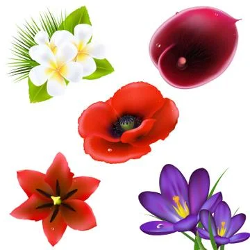Set of realistic flowers Stock Illustration