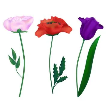 Set realistic flowers 스톡 일러스트