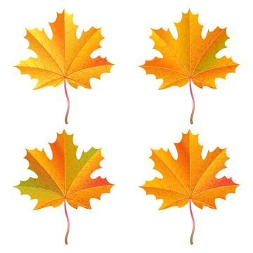 Set of realistic orange maple leaves. Autumn vector illustration. Stock Illustration