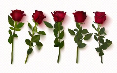 Set of realistic red roses on a transparent background. 3D flowers for cards Stock Illustration