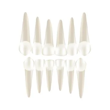 Set of realistic tooth with apexes Stock Illustration
