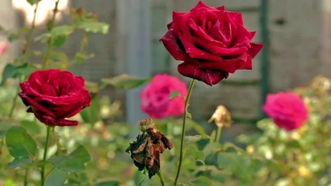A set of red and pink roses Stock Footage 92489727